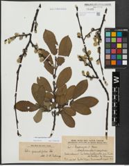 Foto von Salix appendiculata Vill.